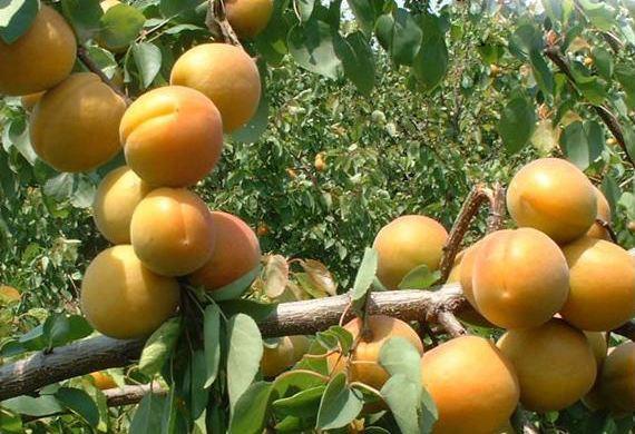 清华学霸理综292分，他说学好理综只需要记这些口诀！