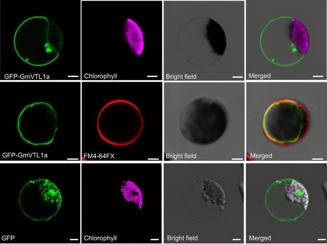 基因功能研究的那些套路你知道多少？（中）