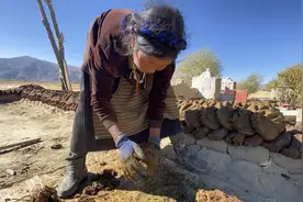 在西藏农村，老奶奶双手糊牛粪为何不臭？家里越有钱牛粪饼越多？图片