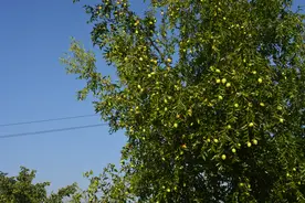 基本农田种植水果违法吗？图片