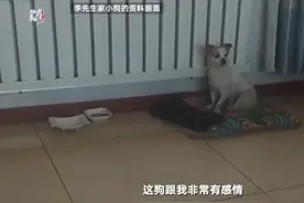 哈尔滨三只狼进村追人细节：男子拿砖头冲上去打狼，一名女子回家取镰刀帮忙图片