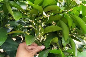 柑橘幼果出现发黄，简单有效的方法图片