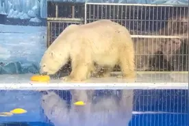 北极熊吃“巨型元宵”欢度佳节图片