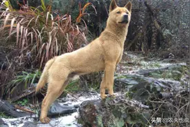 为何狗在晚上常对着一个地方乱叫，人却看不到啥东西？答案来了图片