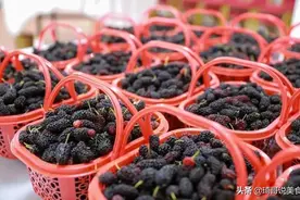 桑葚直接用水洗，等于吃虫子，教你正确做法，虫子和脏物无影踪图片