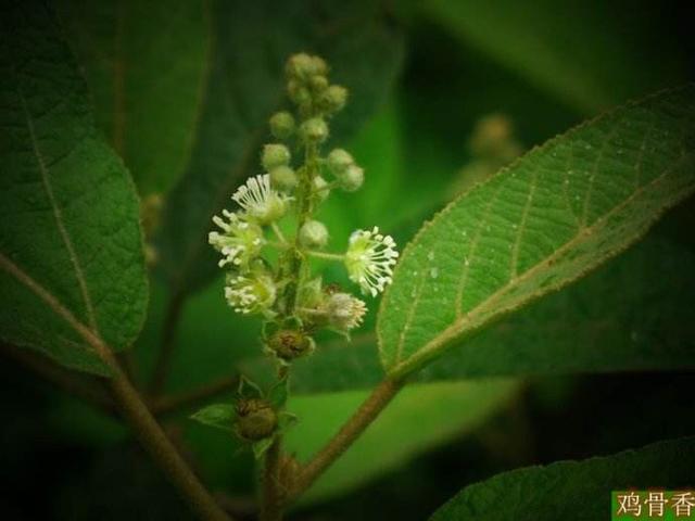 中药材鸡骨香