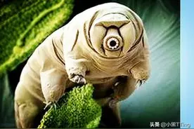 地球上几乎不会被杀死的生物图片