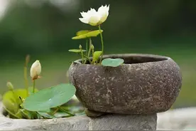 夏天精致网红迷你荷花：碗莲，家庭种花盆栽如何调配莲土很重要图片
