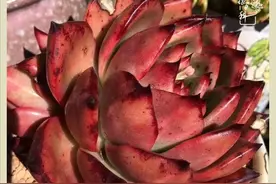 养多肉有感：江山风月囊中收，偷得浮生半日闲图片