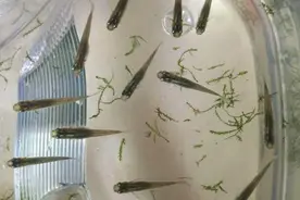 曾为灭蚊子而引入我国，一天能吃2千只孑孓，如今在南方却泛滥图片