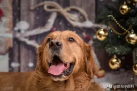 哪些东西是万万不可给狗狗吃的图片