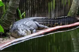 90岁的老翁与110岁的鳄鱼，相伴30年，鳄鱼仍未放弃吃掉他图片