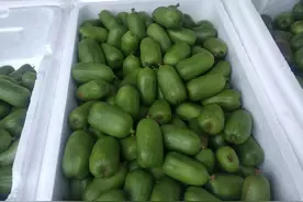 白露过后，不论有钱没钱，遇到这6种水果别手软，应季水果特养人图片