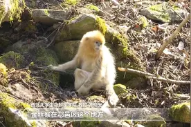 西安鄠邑区首现野生川金丝猴群体图片
