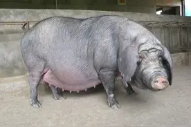 母猪妊娠期低温不食的原因及治疗方法图片