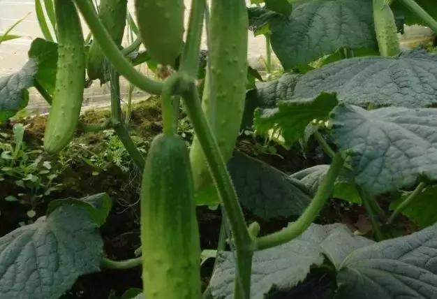 生物刺激素是激素吗？二者有什么区别呢？