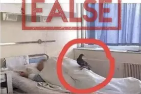 鸽子慰问病人温情罕见 网友编都市传奇成传说图片