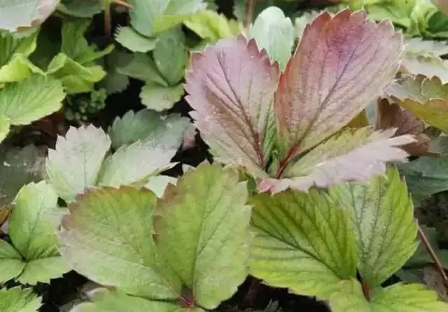 草莓缺素问题大，千万不可小看他，看看各元素的作用吧