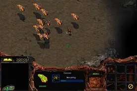 为什么当年星际争霸中小狗变的是飞龙而不是变成其他单位？图片