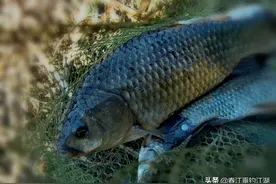 野外垂钓，智慧与技巧结合，才能成为野钓高手图片