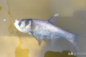 钓鱼中虾粉，鱼骨粉，小麦胚芽三种饵料成分的添加目的及应用方法图片