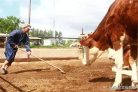 走进东丰县那丹伯镇新华村：听听黄牛哞哞叫，喜看农民奔小康图片