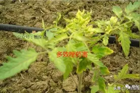 最易引起药害的农药排行榜！温度升高这些农药千万别乱用图片