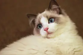 动物为什么不存在近亲繁殖的问题？图片