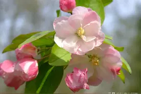 四月的海棠花图片