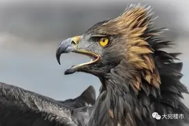 南阳人“买房即赚钱”的信仰，是否已经开始崩塌？图片