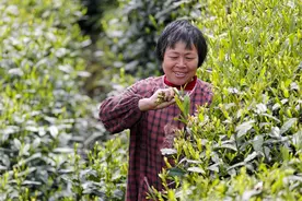 芽茶之最是太平猴魁，绿茶之最是六安瓜片图片