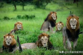 曾几何时，六头雄狮称霸草原，战斗力令对手闻风丧胆图片