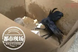 天花板上老有“窸窸窣窣”声音，上去一看，竟藏着濒危动物图片