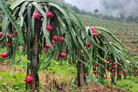 火龙果不好吃，果农：3个步骤挑选出来的火龙果味道好含汁多图片