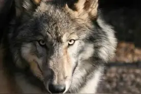 小姐姐收养了一头大灰狼，一查基因：呵呵，二哈的血统图片