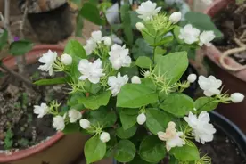 花香十足的茉莉花，怎么才能养好？有“5件事”要注意图片
