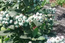 世界上果子最大的蓝莓品种有哪些图片