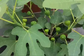 夏天如何养无花果盆栽？勤做2件事，果子大不掉果，顺利成熟图片
