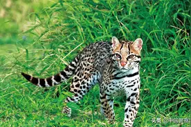 猎夹里藏着神秘报警器，背后竟有一桩刑事案件……图片