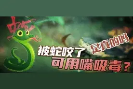 真真说 | 被蛇咬了可用嘴吸毒？图片
