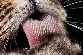 雄性猫为什么要长倒刺，在交配时刮伤雌性？这倒刺什么来头？图片