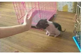 男子网购“小香猪”竟然给烤了，还发照片给卖家，卖家却如此回复图片