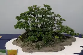 笫十届全国盆景展盆景作品集（二）图片