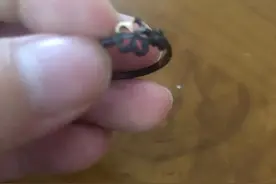 戒指不值钱图片