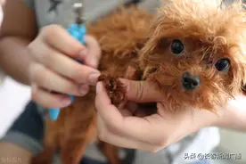 养犬不能再“任性”！《长春市养犬管理条例》正式实施图片
