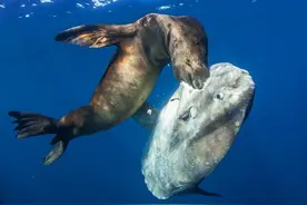 频频“翻车”，即使被啃食也不逃跑的翻车鱼，为什么还没吃灭绝？图片