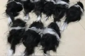 边牧剃完毛后“生出11只宝宝”！网友笑翻：我想领养一只图片