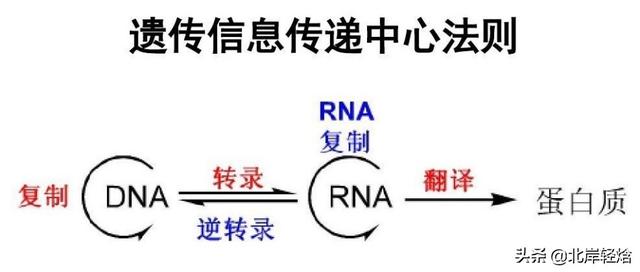 核糖体：揭开生物体内合成蛋白质的奥秘 2009年诺贝尔化学奖介绍