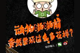 动物奇特的求偶方式，真浪漫图片