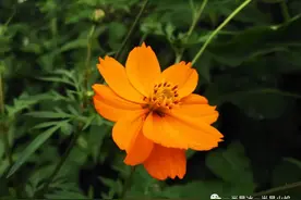 随笔：休言夏逝，且道秋安图片